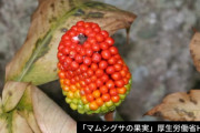 【福岡】有毒「マムシグサ」の果実を食べた？１０代の男性が唇がはれて入院