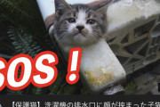 【画像】猫系youtuber「あっ！洗濯機の排水溝に子猫詰まってる！助けなきゃ！！」ﾊﾟｼｬ