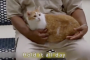 【衝撃】アメリカの刑務所、囚人に『猫と触れ合う権利』を与えた結果…