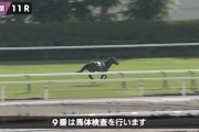 【函館スプリントS】クラスペディアさん放馬