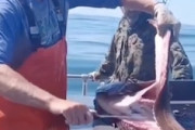 【動画】漁師が魚の胃袋から驚きの物を取り出すビデオが話題に。