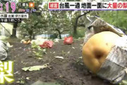 【佐賀・伊万里市】1週間に2度の台風で12万個の梨が落下、被害3000万以上　梨農園「もう、心が折れそうです・・・」
