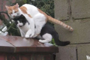 2匹の猫が塀にジャンプ → その衝撃の結果がｗｗｗｗｗ