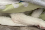 【画像】うちの猫が最近、昼間は畳んだ布団の間で寝てる…これは幸せのお裾分けwww