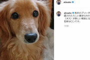 安倍昭恵さん、ミニチュアダックスを保護「名前はロンです」