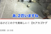 【画像】生き物系YouTuberさん、セアカゴケグモを食べてしまい炎上ｗｗｗｗｗｗｗｗｗｗ