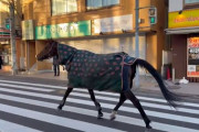 【かしこい】明大馬術部の馬が脱走するも30分散歩してから自分でキャンパスに帰宅