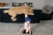 【動画】可愛い女の子と犬の曲芸がやばいｗｗｗ
