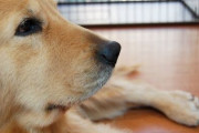 大型犬を家庭に迎え入れるということはこれぐらい大変らしい