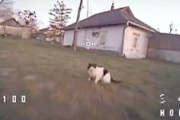 【動画】ドネツクでウクライナのドローンが猫に撃墜される。