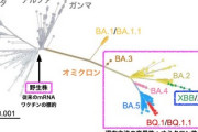 【緊急】旅行客が持ち込みか？京都で新型コロナ「XBB・1・16」の感染を初確認