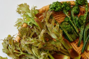 春の山菜で美味いのってあるか？