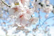 【画像】いい天気だから公園に行ったら「河津桜」咲いてた