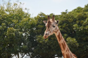 生物学者「キリンさんの首が長いのは高い木の葉っぱを食べるために世代を超えて努力したから」