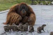 オランウータンとカワウソ一家が仲良し　ベルギーの動物園で撮影された予想外な光景が話題に