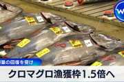 【朗報】 クロマグロ天然資源回復の兆し　なお