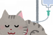 猫の入院費一日25000円なんやが