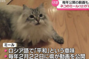 プーチン露大統領から秋田県知事に贈られたシベリア猫「ミール(平和)」が病死…12歳オス！