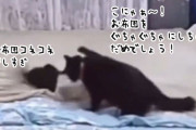 うちの子がすみません。お布団をこねくり回した子猫を叱った後、きれいに整える母猫