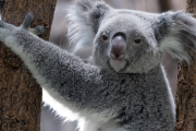 【悲報】オーストラリア、コアラ1100匹を射殺