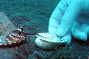こっちの方が頑丈だよ！プラカップに棲むタコのために貝殻を探してくるダイバー