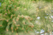【悲報】スギ花粉が飛散開始！！ 平均より5日早く、17日以降は強烈になる予感