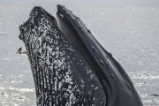 地球史上最大生物シロナガスクジラ(30m150t)「プランクトンしか食べませんｗ」←これ
