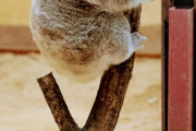 【悲報】動物園のコアラさん、体重を計測されてしまう・・・(画像あり)
