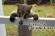 こんな訪問者ならウェルカム！ホテルの窓からハナグマがひょっこり