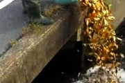 【悲報】養殖業者が大量の金魚を用水路に投棄 ！！