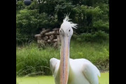 ネットの声「ペリカンの口がデカすぎるんだけどｗ」→実際ヤバかった