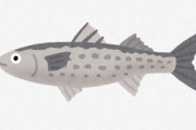 魚「地域によって呼び方変わるし出世魚は大きさで呼び方変わります」 ← これ