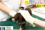 【来月から】犬へのマイクロチップ埋め込みが義務化へ　1センチサイズを背中に注射