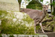 【悲報】外出自粛中の奈良県、鹿に支配される…