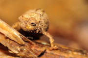 指先に乗る世界最小のカメレオンを発見！ なんじゃこりゃああああああ