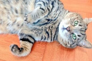外国人「猫を飼い始める前に知っておくべきこと挙げてけ」