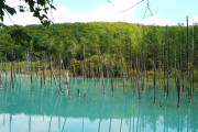 海外「美瑛 池の水面が青く見える」北海道の青い池と立枯れのカラマツの絶景