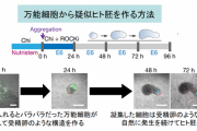 万能細胞から擬似的なヒト胚を造ることに成功！命の宿っていない”初期胎児”を再現できる