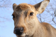 海外「奈良の鹿に鹿せんべいをあげるのはいいけれど」怪我に繋がりそうで少し怖いね