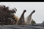 【画像】アライグマ、屋根に刺さるｗｗｗｗｗｗｗｗ