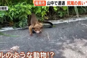 【画像】福岡市の山中に謎の生物が現れ話題に