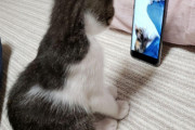 【画像】猫さんがスマホ噛んでくるんだが