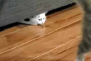 子ネコが床で遊んでいた。もう１匹はソファの下に隠れる → すると…