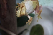【画像】ワイ、カエルを飼いはじめる