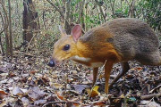 【動物】絶滅したと思われていた「ウサギサイズで鹿のような動物」の『マメジカ』が再発見される（画像あり