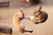 【画像】格ゲーっぽいウサギが激写されるｗｗｗｗｗｗｗｗｗｗｗｗ