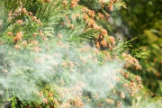 【悲報】都内の花粉飛散量が去年の2.7倍見込み、うわあああああ