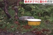 柴犬がクマに襲われ行方不明　小屋ごと引きずられたか　秋田