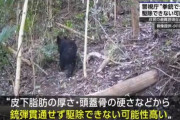 警視庁「拳銃ではクマを駆除できない可能性が高い」