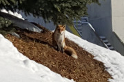 【画像】庭にキツネおったｗwｗ